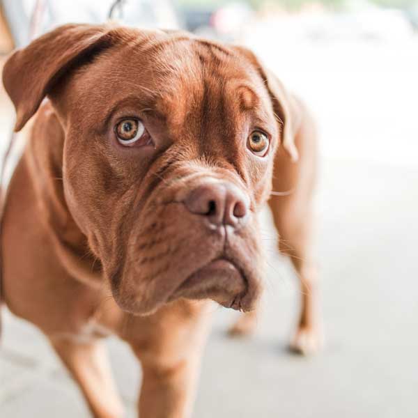 Noah's Critters Pet Sitting Services in Tyler, Texas