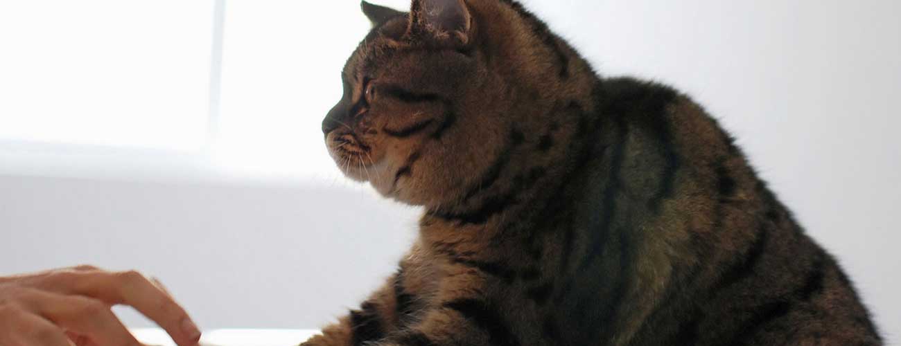 Noah's Critters Pet Sitting Service in Tyler, Texas