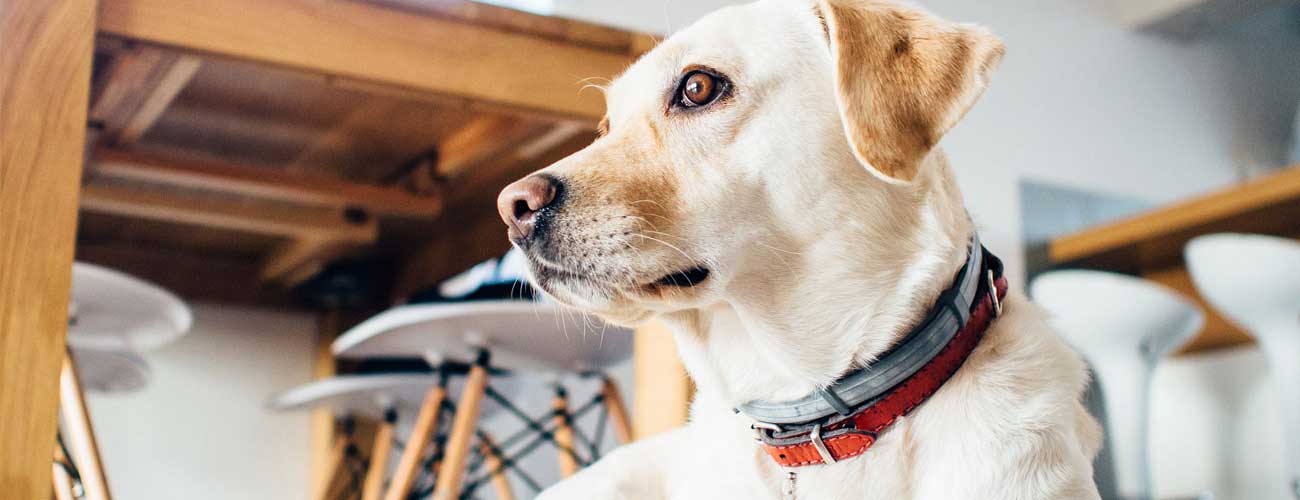 Noah's Critters Pet Sitting Service in Tyler, Texas