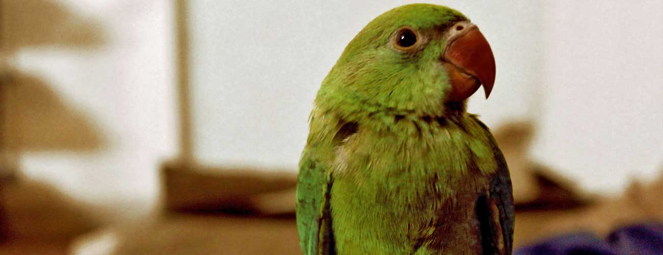 Noah's Critters Pet Sitting Service in Tyler, Texas